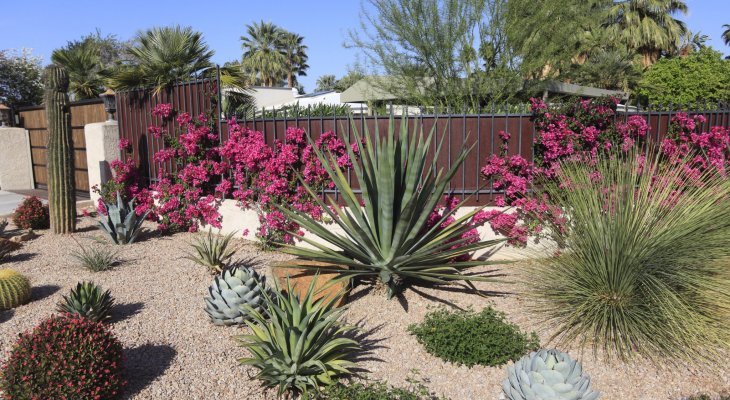 jardin résistant à la sécheresse